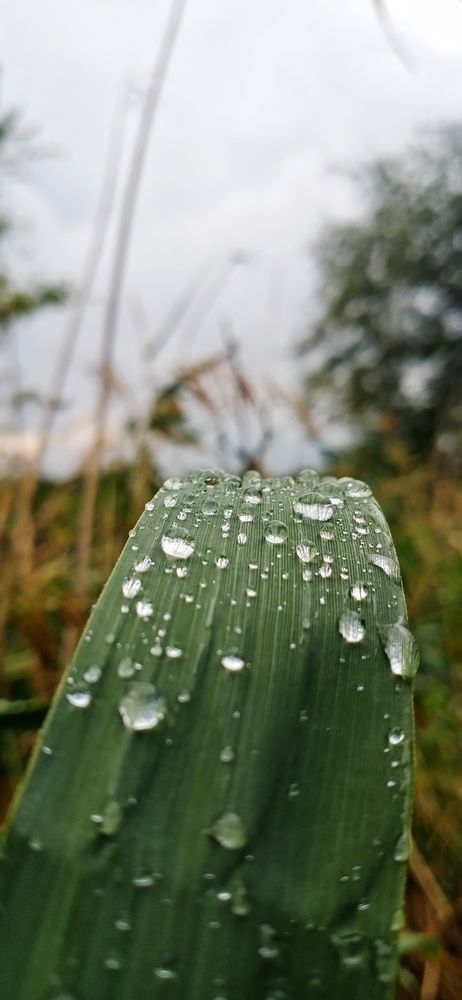 Photo #13081844
