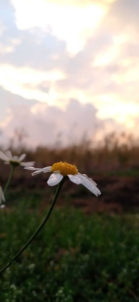 Photograph by Инна Базилева