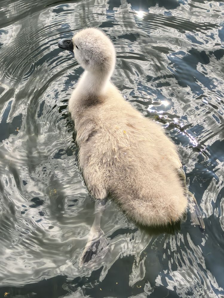 Фотография автора Елена Охапкина