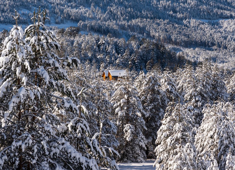 В заснеженном лесу
