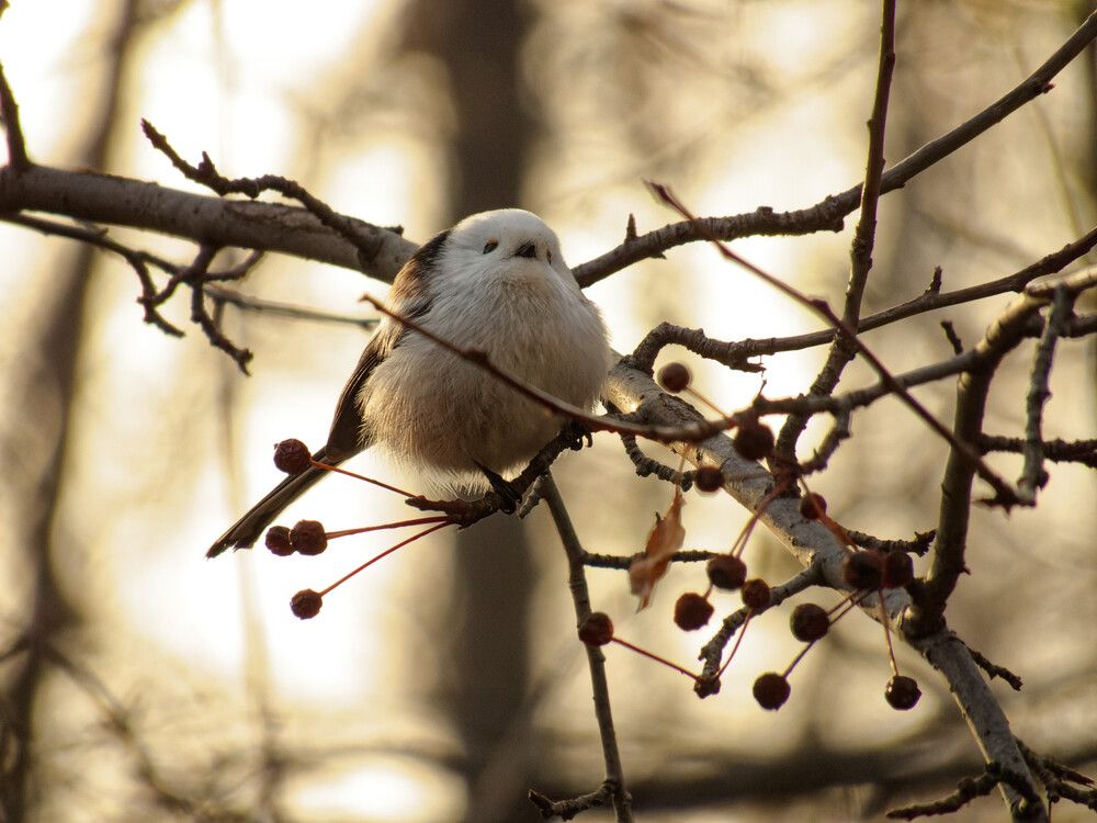 Ополовник в ожидании зимы