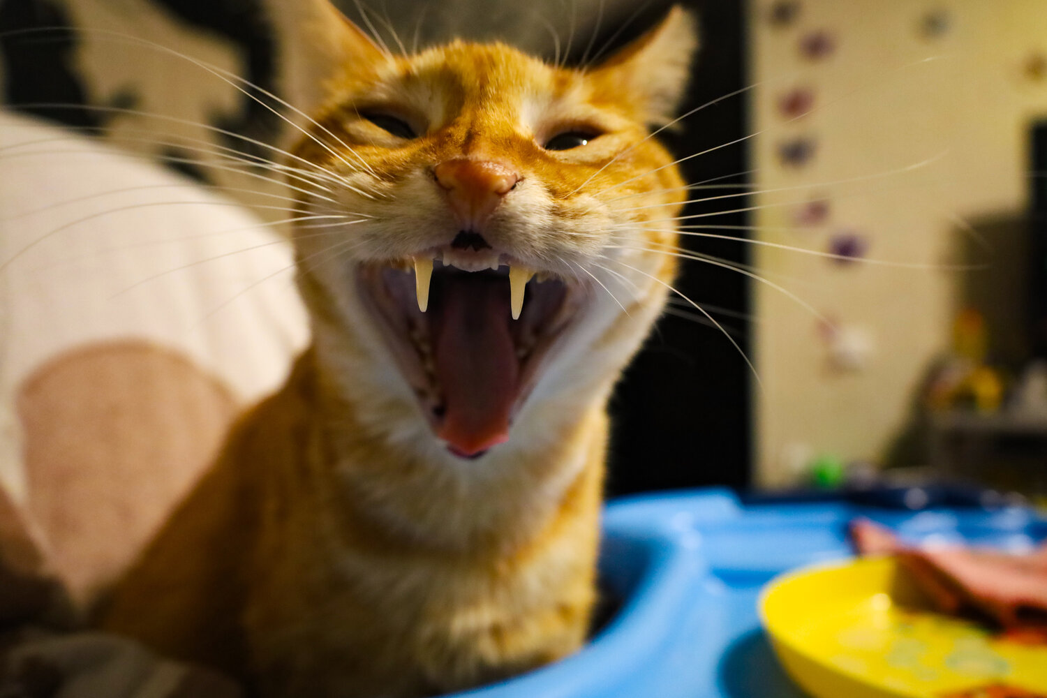 Мой кот Киллер)