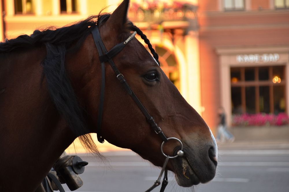 Photograph by Elvira