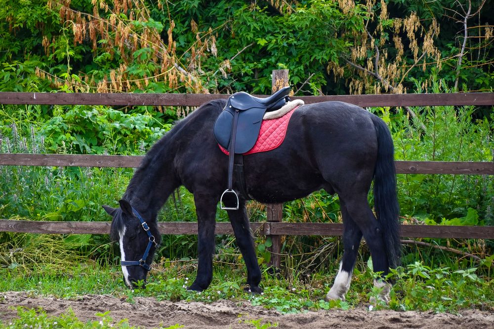 Photograph by Elvira