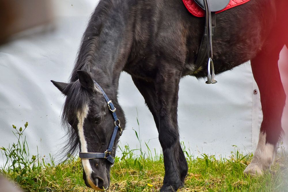 Photograph by Elvira