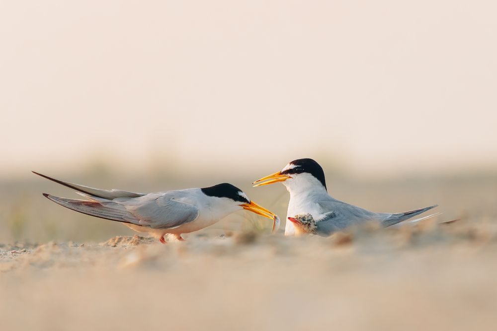 Photograph by Ishtiyak Shadab