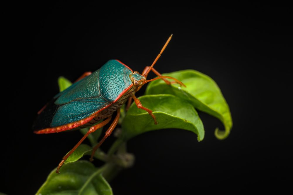Фотография автора Gerardo Sánchez