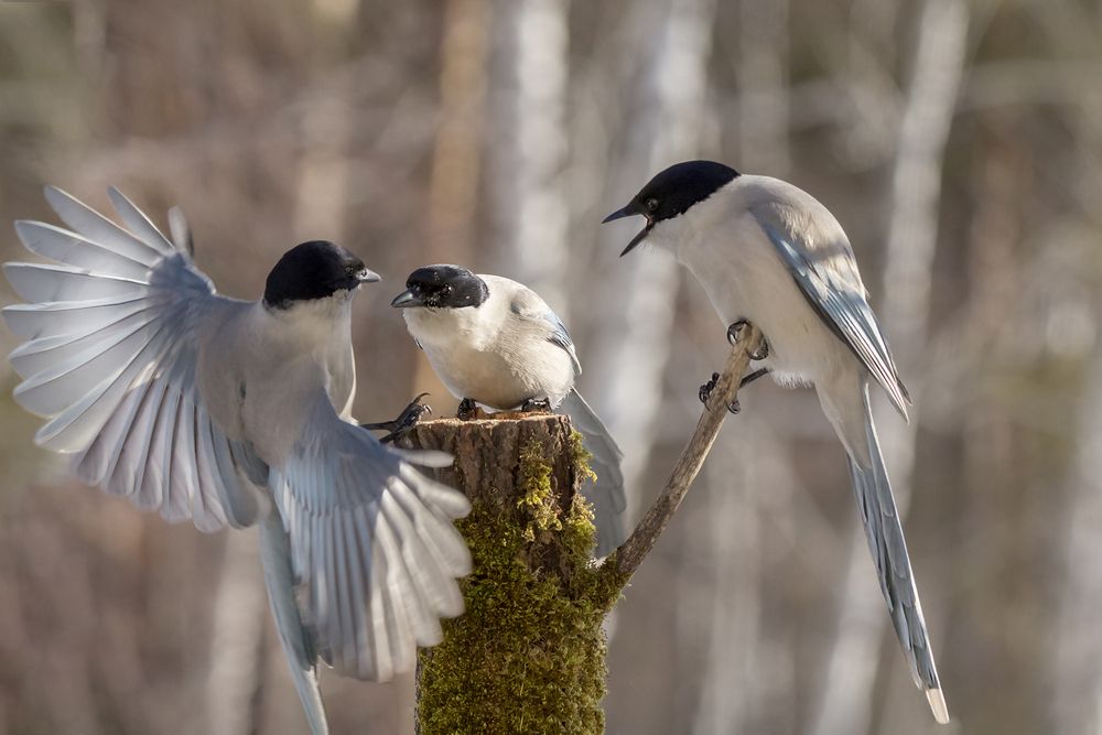 Photograph by Koledova Irina