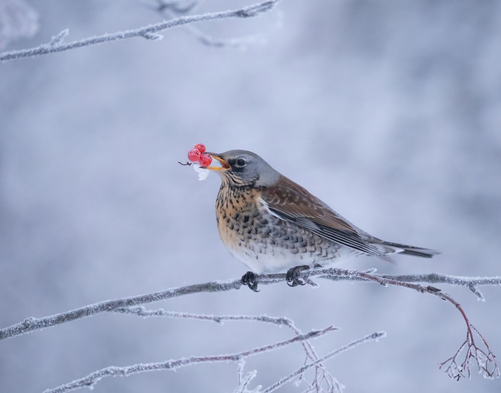 Фотография автора Елена Хорохорина