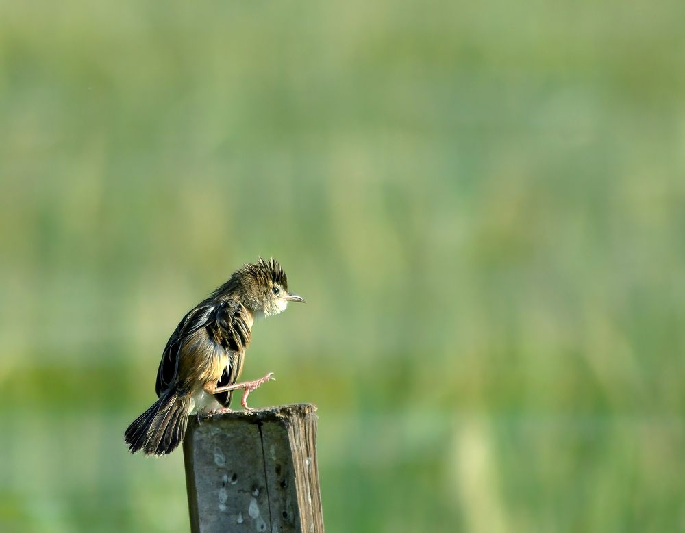 Фотография автора Joko Prayitno