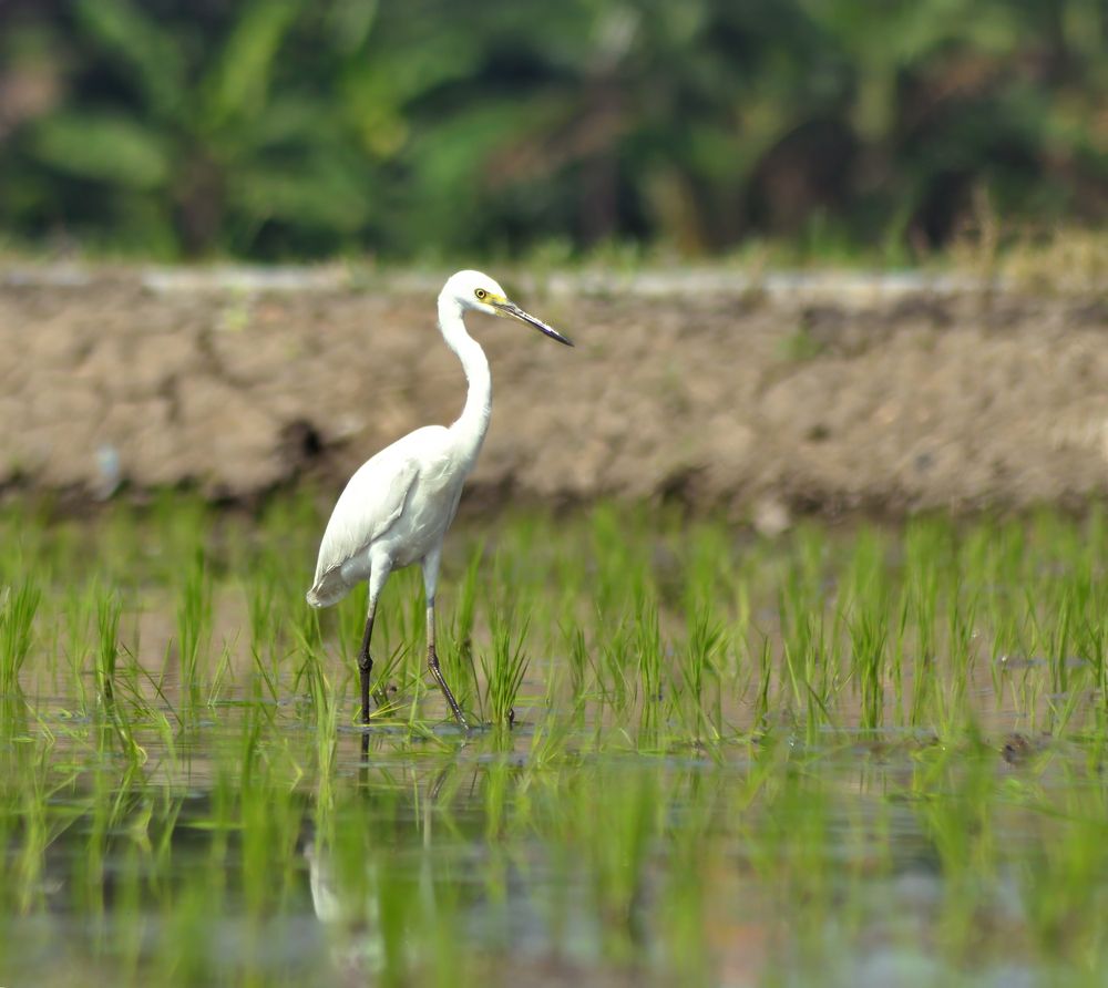Фотография автора Joko Prayitno