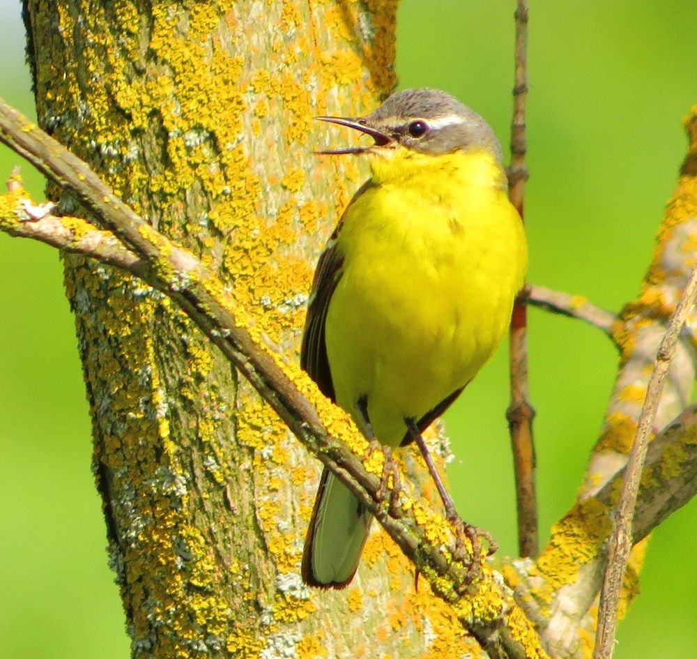 Утренняя песня