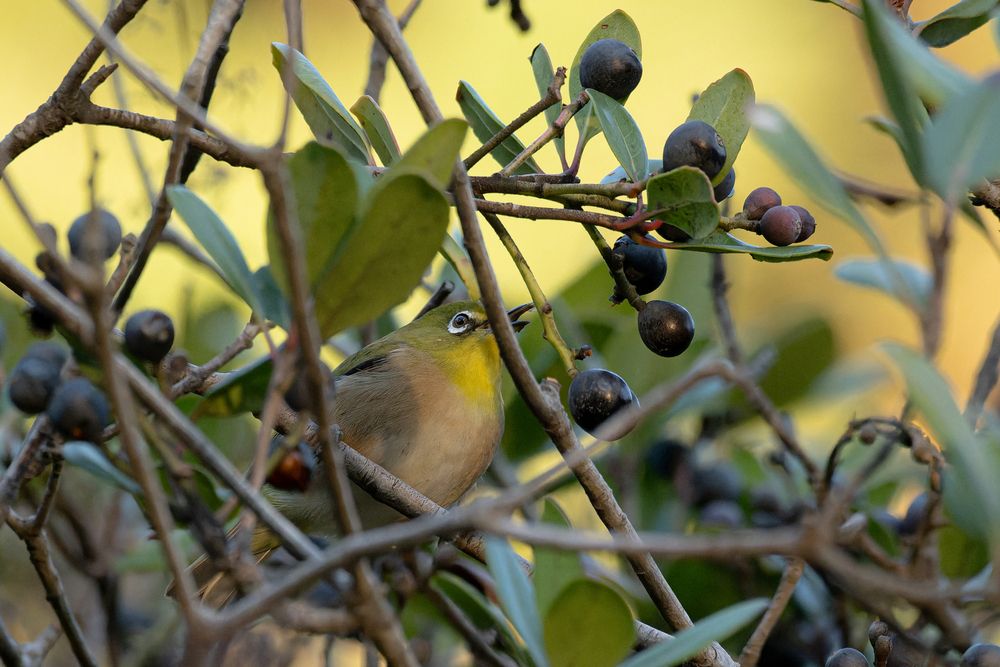 Photograph by 音無