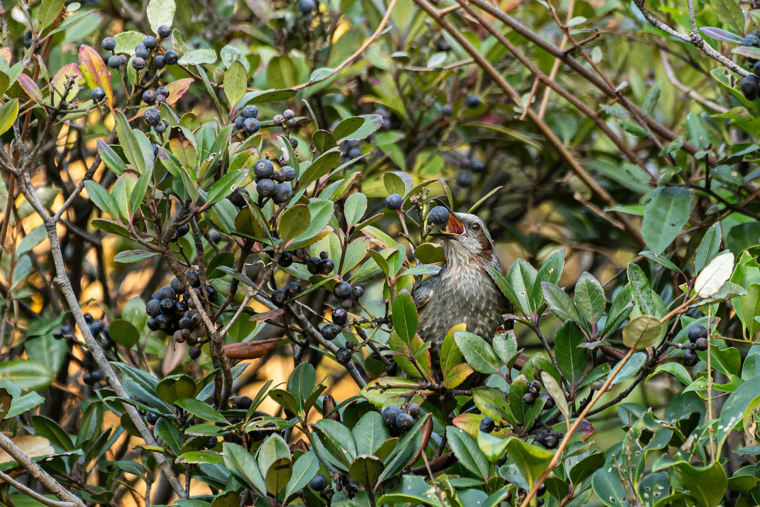 Фотография #13082245