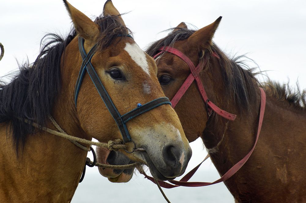 Photograph by Светлана Гореликова