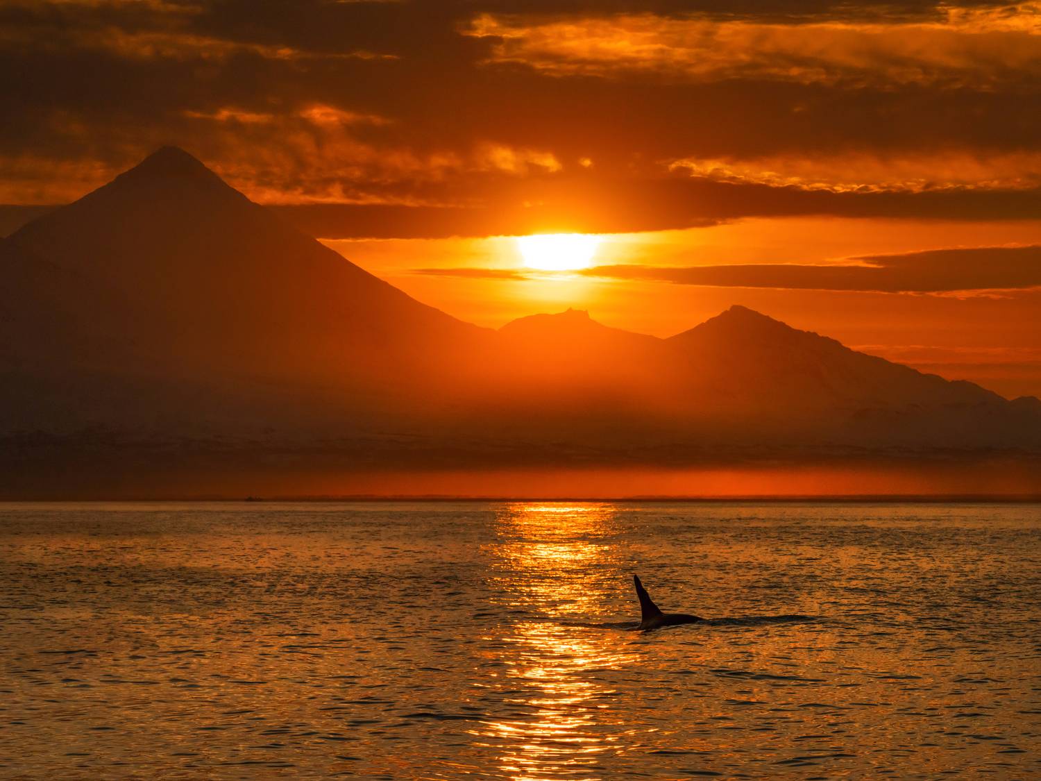 Плавник на закате.