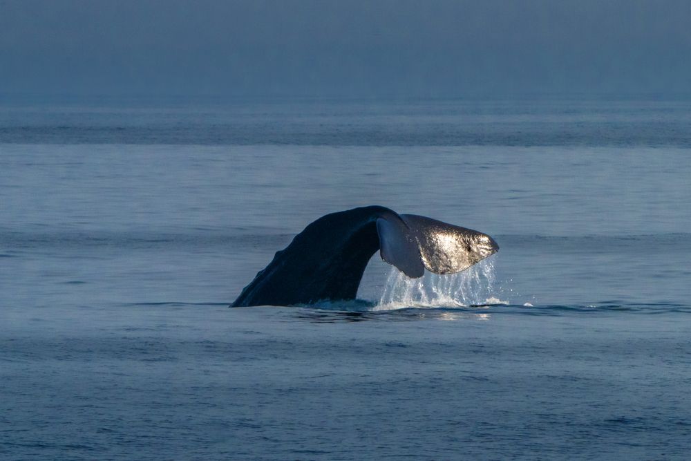 Photograph by Ольга Мусиенко