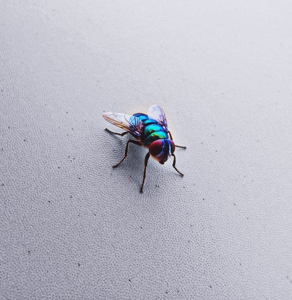 (Chrysomya megacephala)
