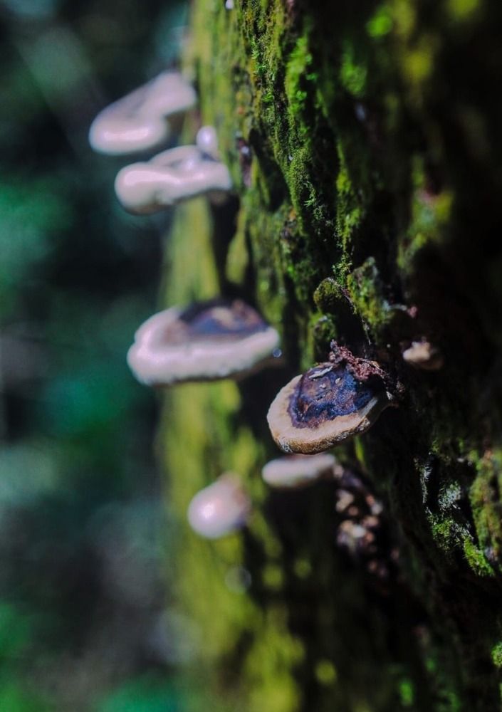 Photograph by Sithmi Sandumini Dasanayake