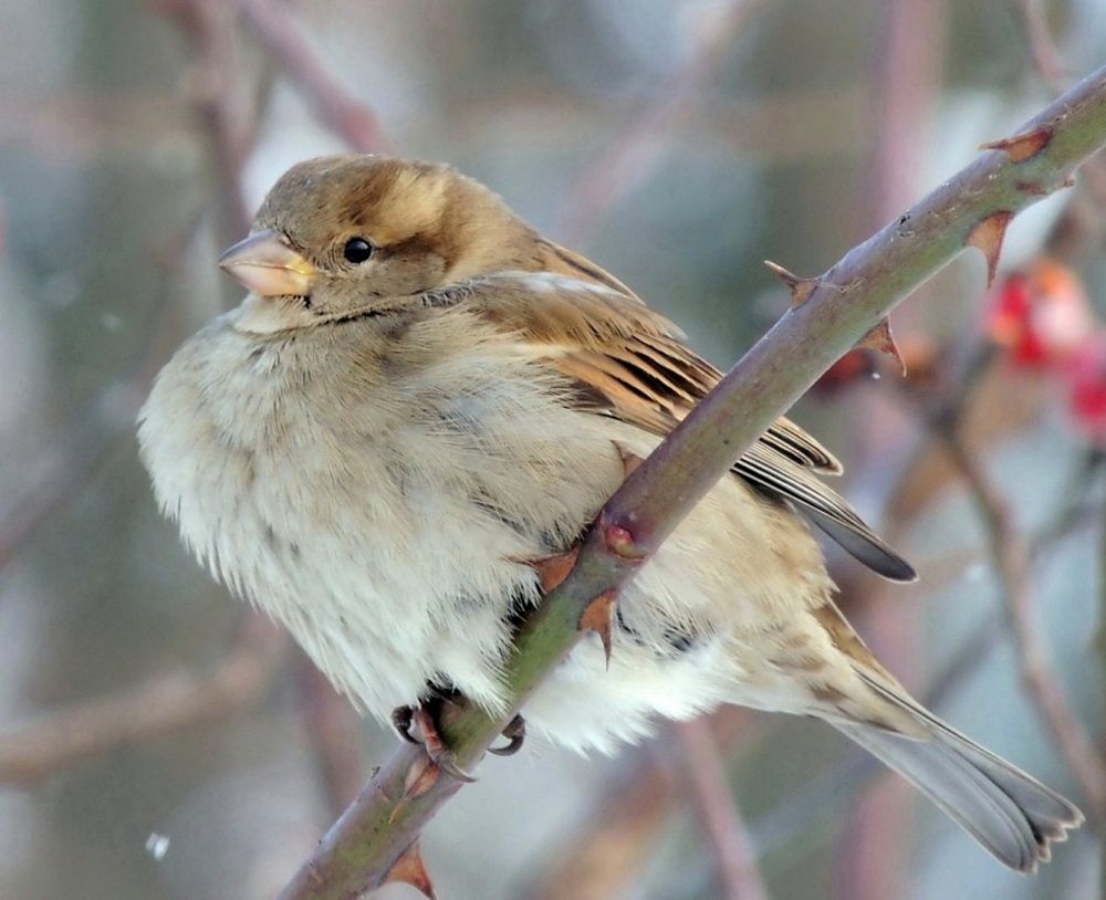 Фотография автора Савоцкий Роман