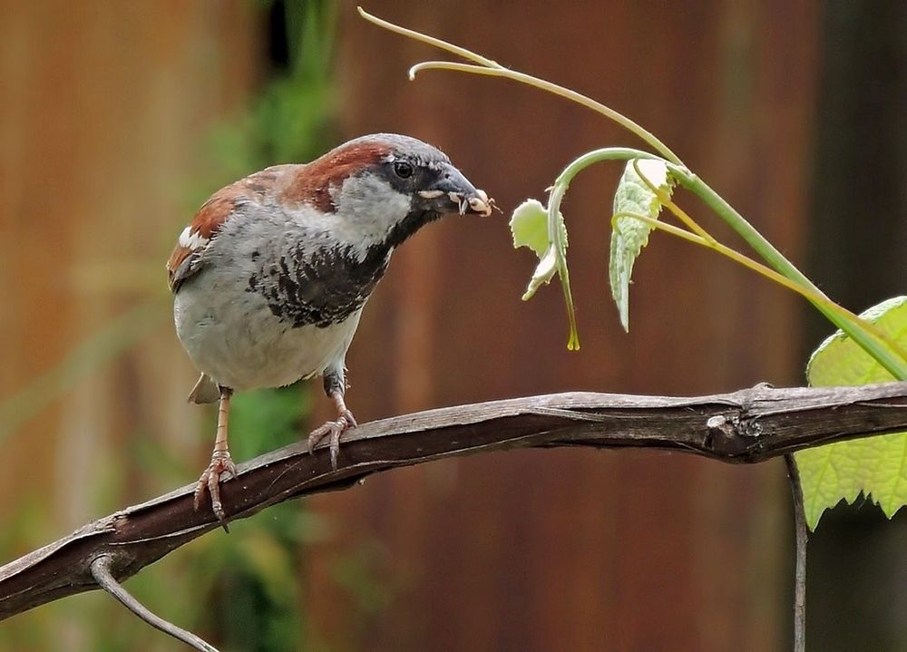 Фотография автора Савоцкий Роман