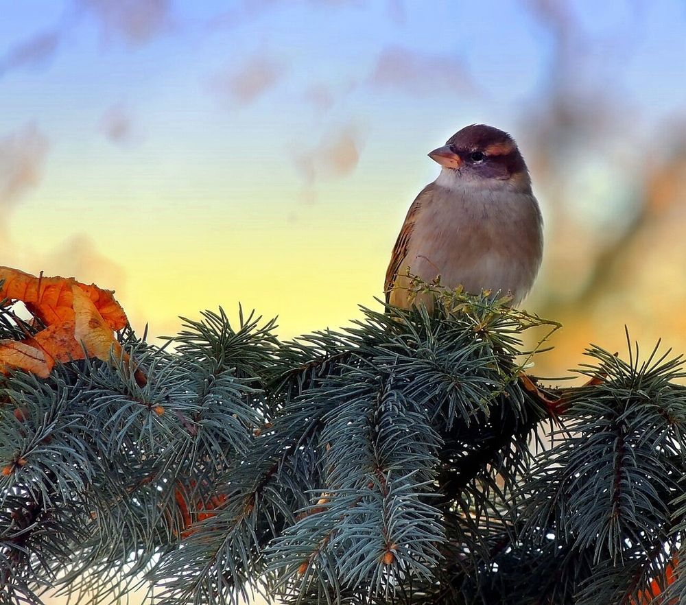 Фотография автора Савоцкий Роман