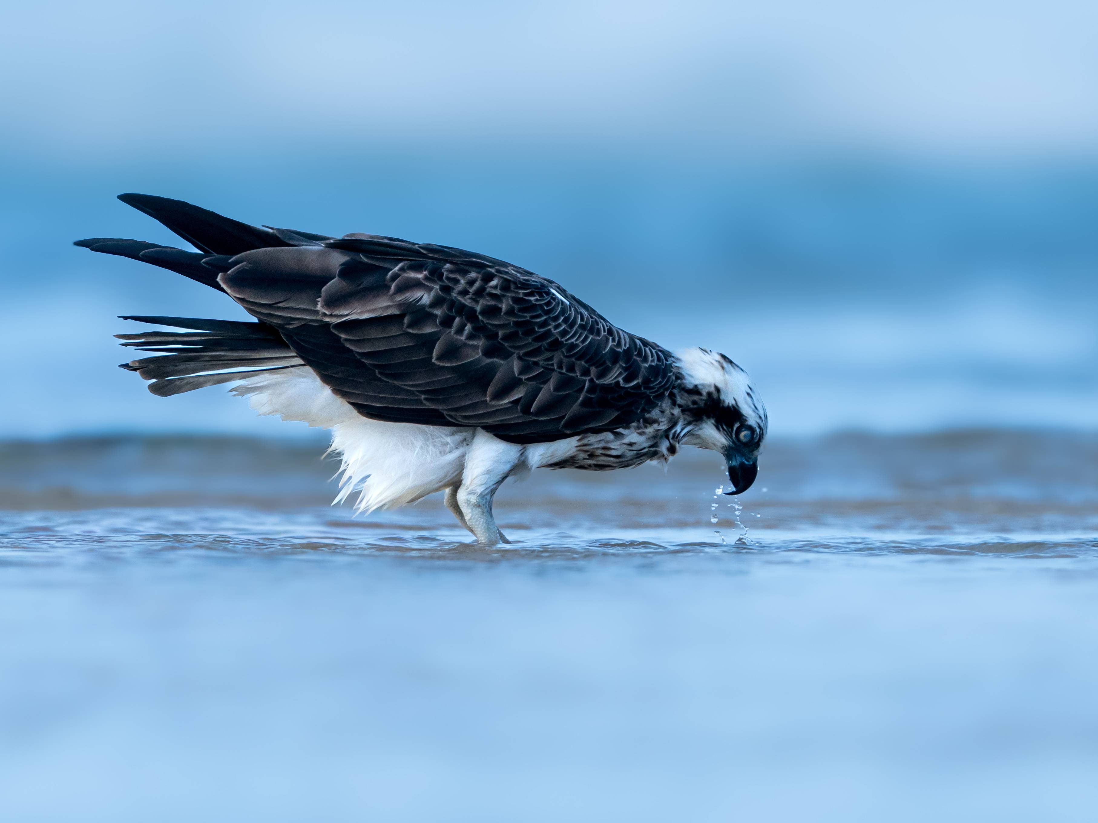 Фотография #13082453