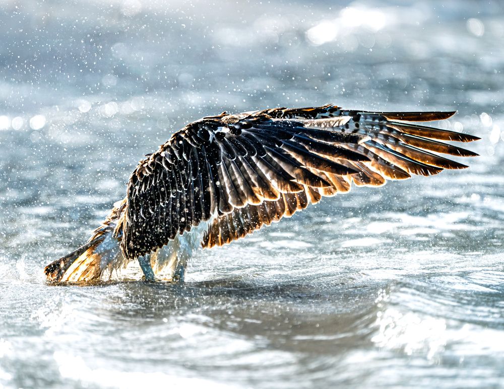 Photograph by Herald Jaison