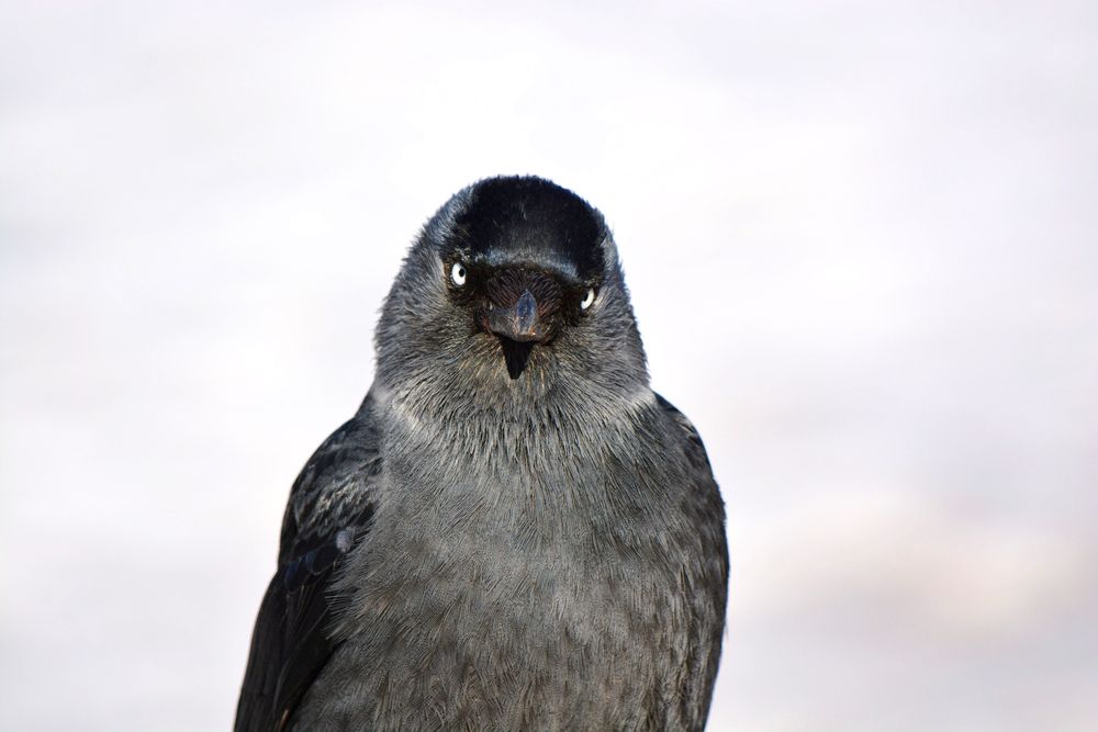 Портрет галки