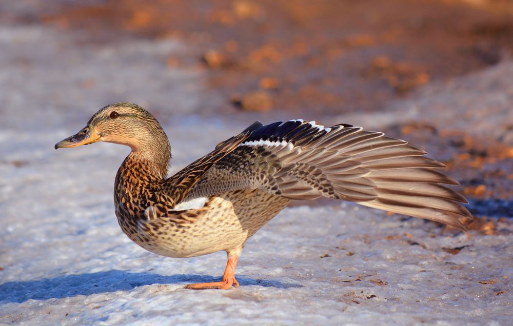 Утиная гимнастика