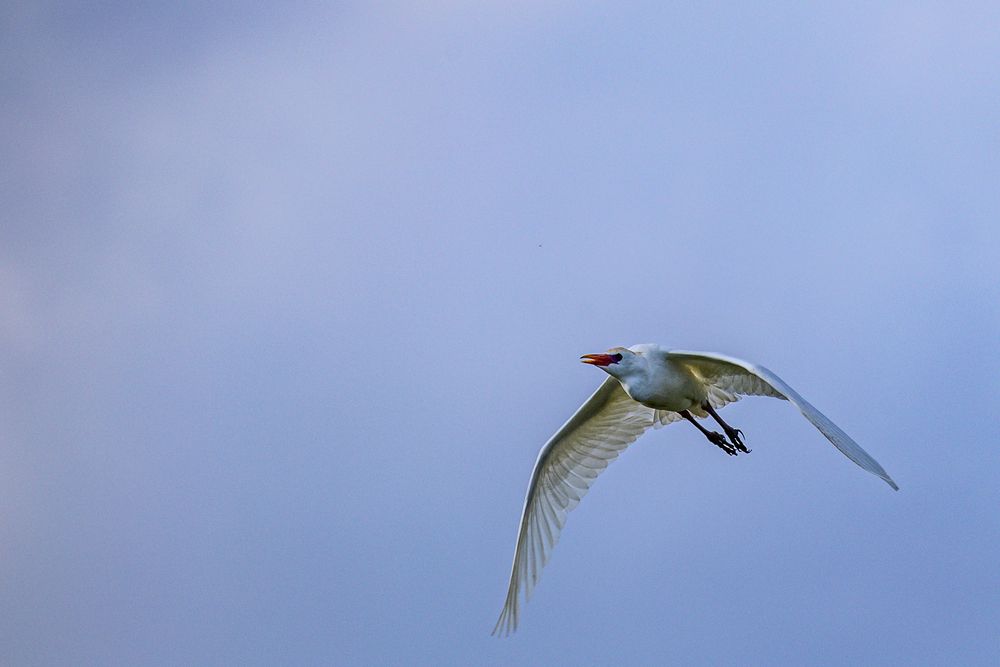 Photograph by Trivet Antony