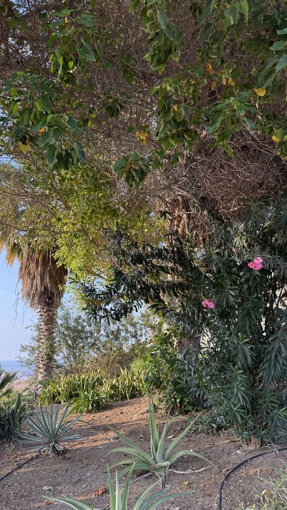 Photograph by Waleed Yousuf Alwahaibi