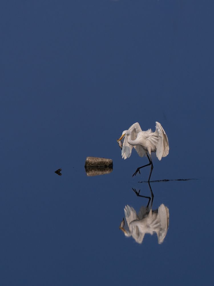 Фотография автора ANEESH BHASKARAN