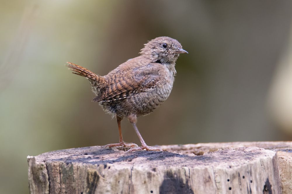 Photograph by Denis Vetrenko