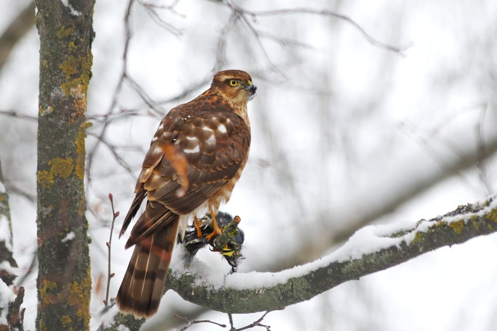 Photograph by Татьяна Бравая