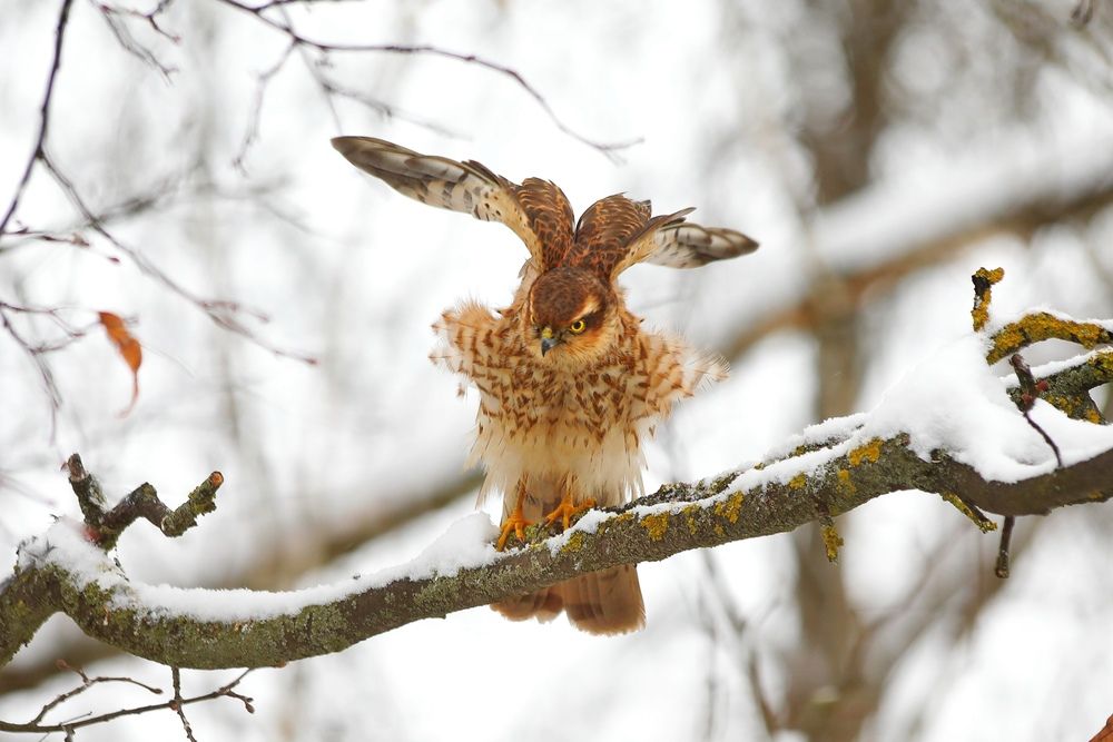 Photograph by Татьяна Бравая