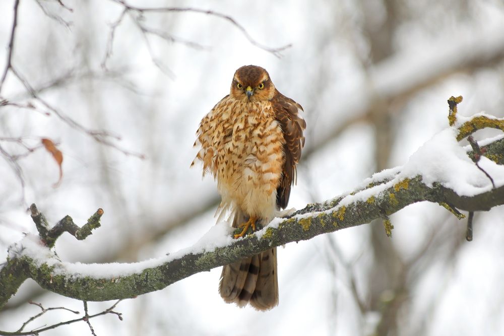 Photograph by Татьяна Бравая