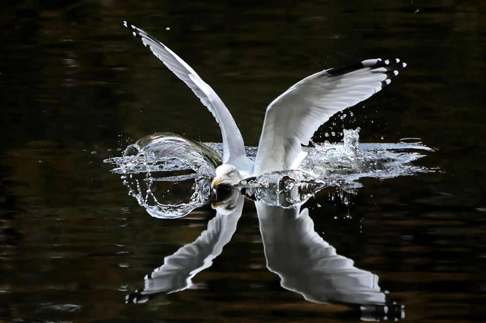 Photograph by Татьяна Бравая