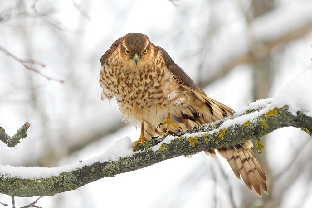 Photograph by Татьяна Бравая