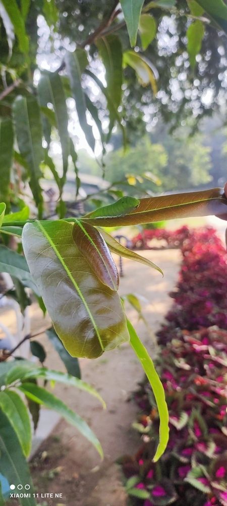 Photo #13083327