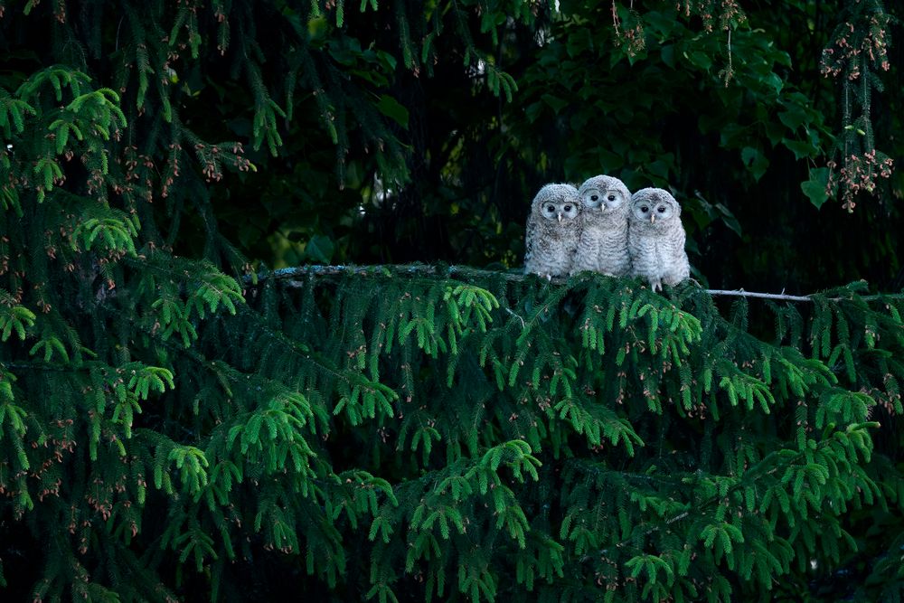 Photograph by Vladimir Korovyakovsky