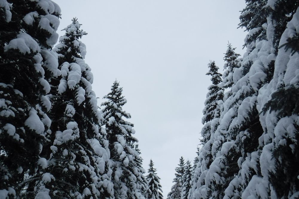 Photograph by Елена Сухорученкова