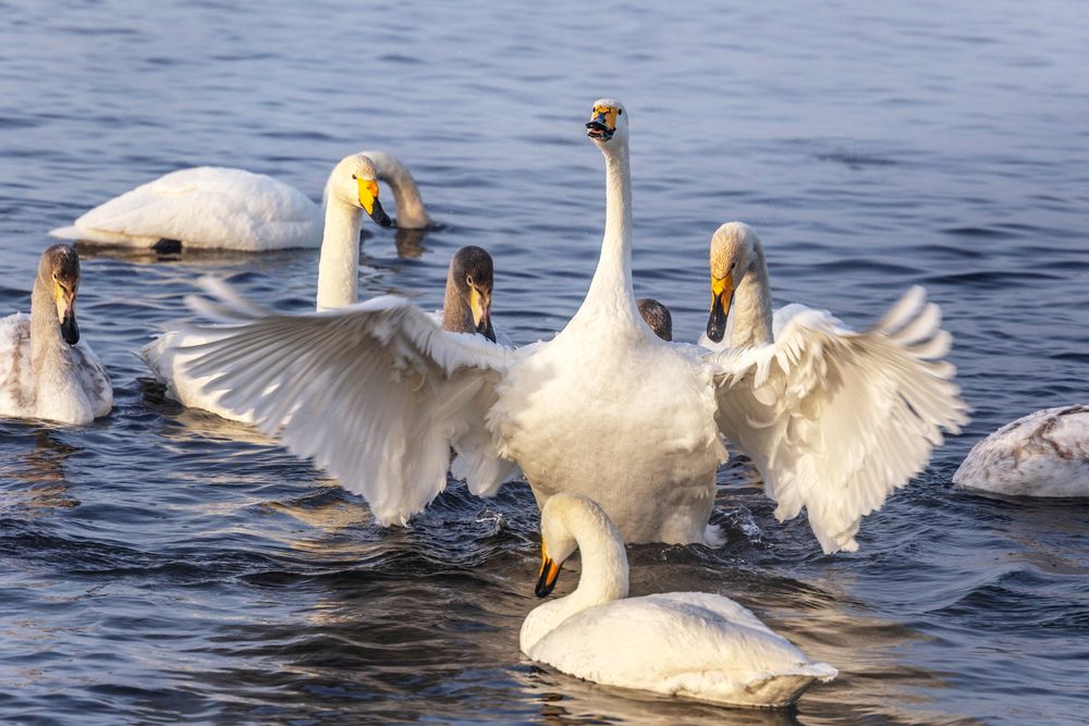 Photograph by виктор ковчин