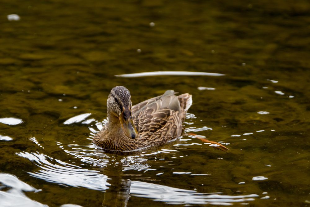 Photograph by Александр Суворов