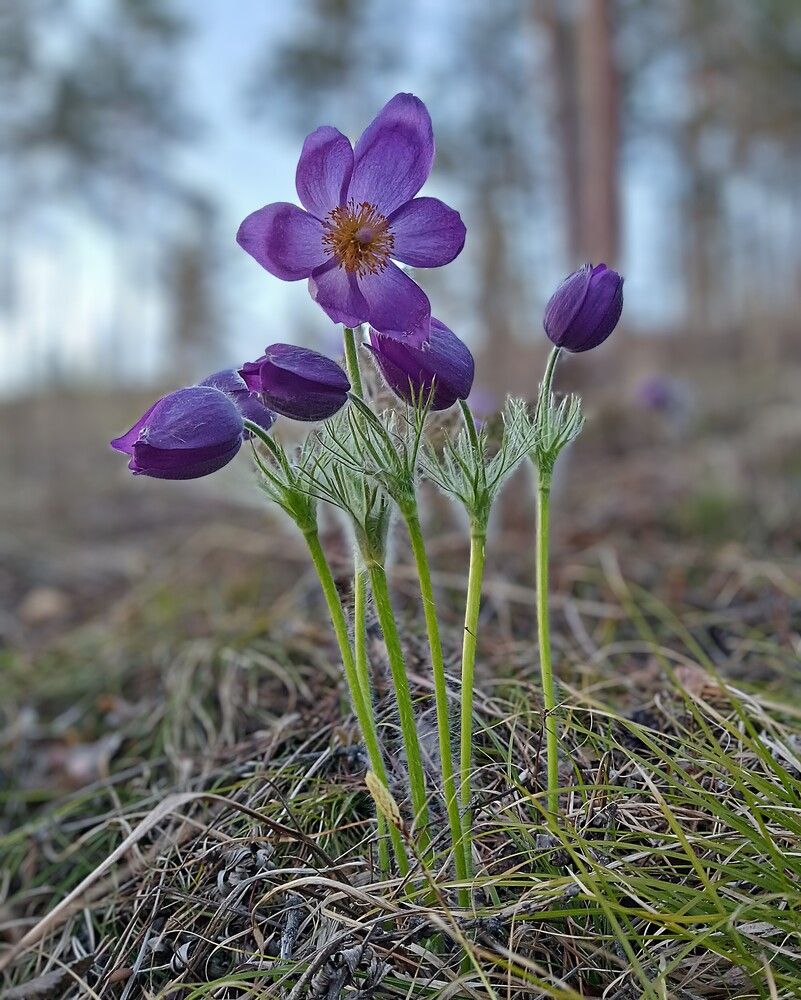 Photograph by Ирина Молоткова