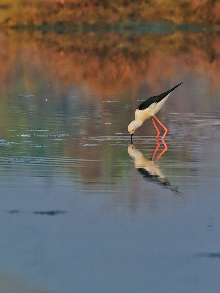 Фотография автора Pavitra Vyas