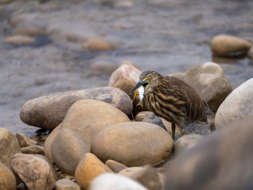 Фотография автора ANEESH BHASKARAN