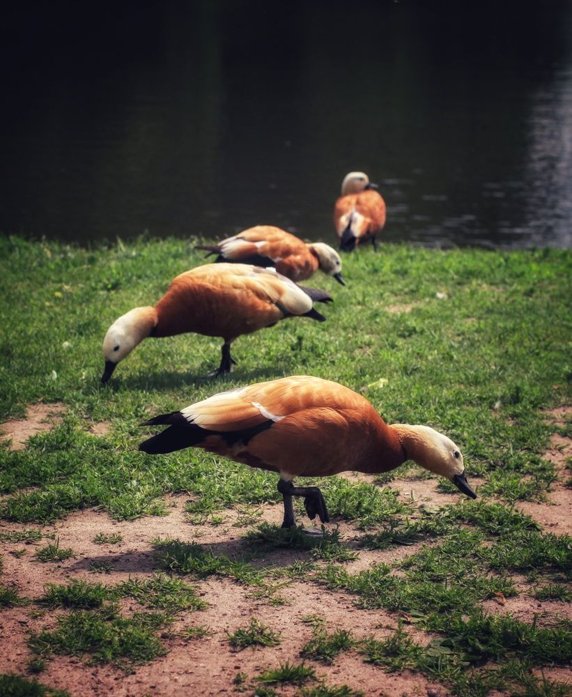 Photograph by AlexaL