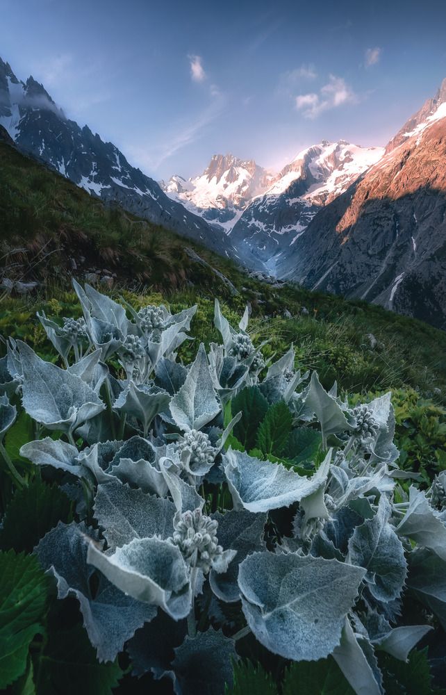 Alpine Glow