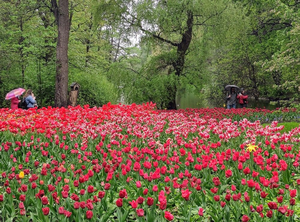 Тюльпаны.